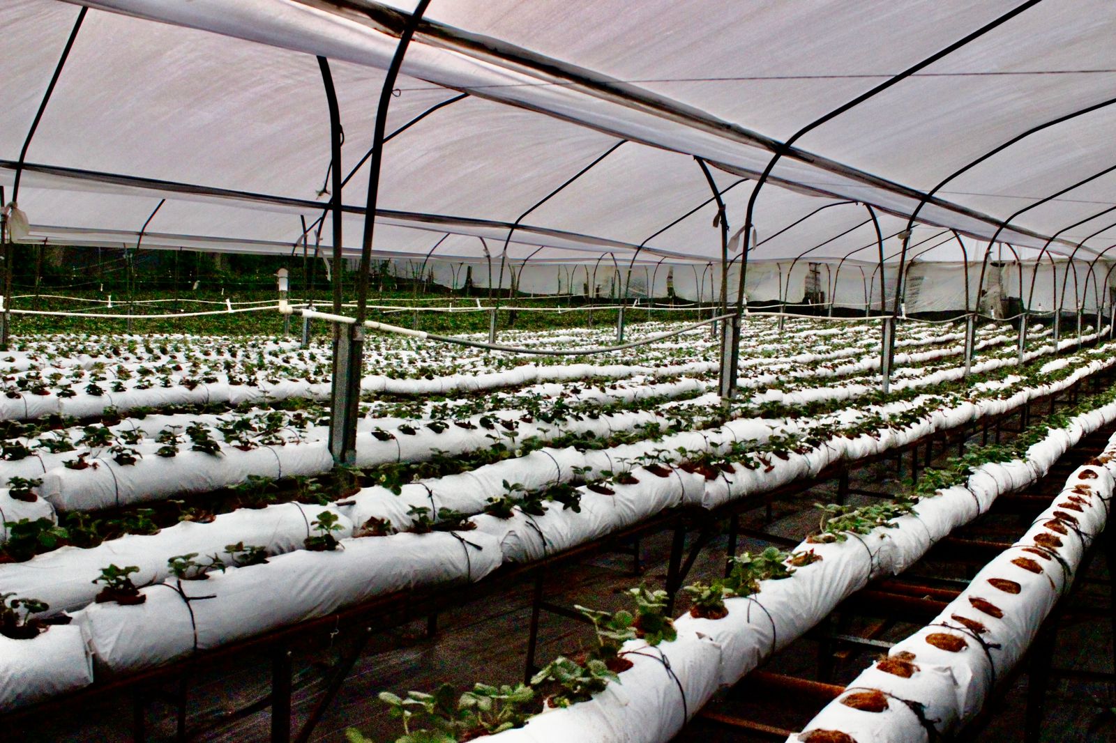 Lluvias aumentan desafíos para agricultores a campo abierto en comparación con invernaderos