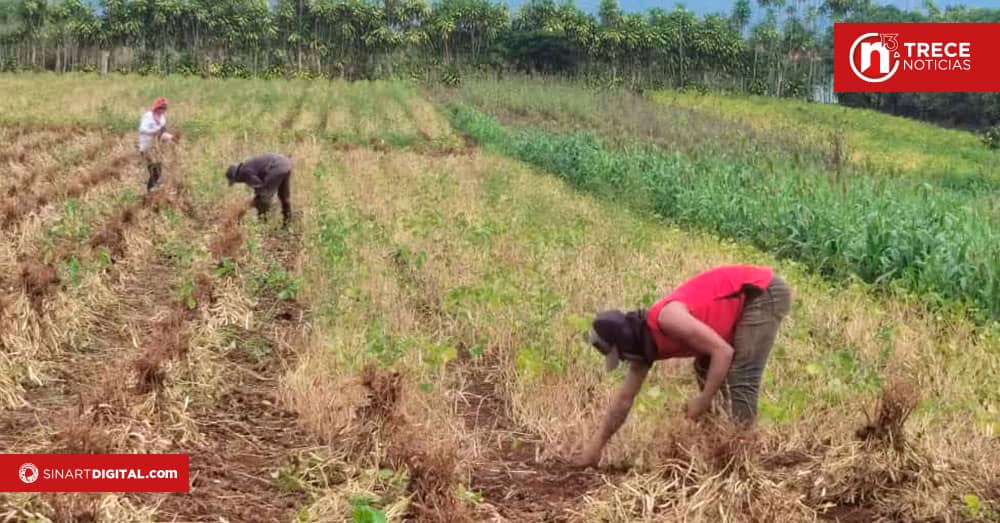 Productores de la Región Brunca logran comercializar 7000 quintales de frijol con el CNP
