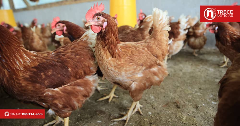 Alquiler de gallinas se populariza en EEUU por alza del precio de los huevos