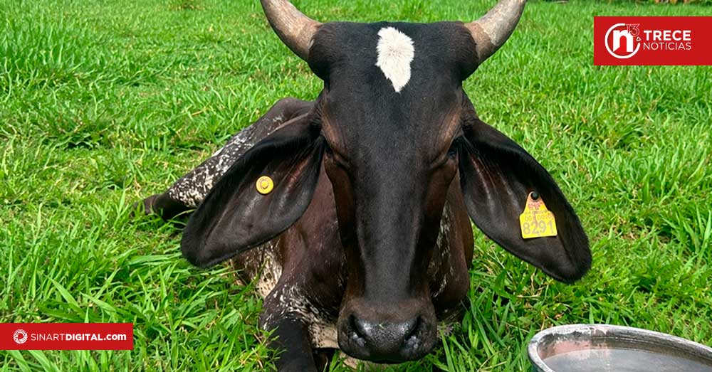 Confirman caso de rabia paralítica bovina en Golfito
