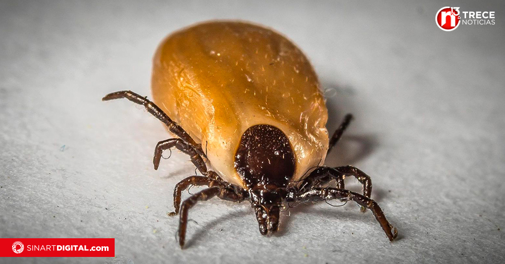 Tres vecinos de Aserrí fallecieron por bacteria transmitida por pulgas y garrapatas