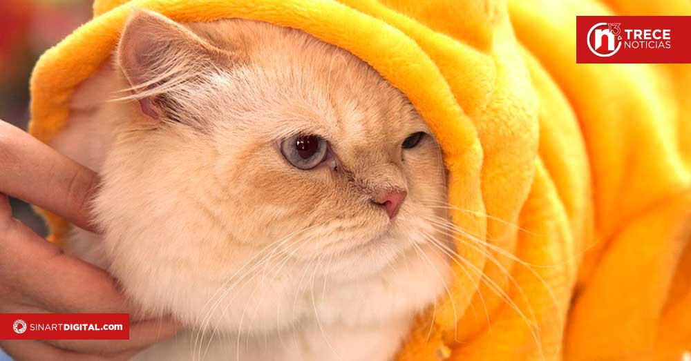 Expo Mascotería adopciones y  jornadas de castración este fin