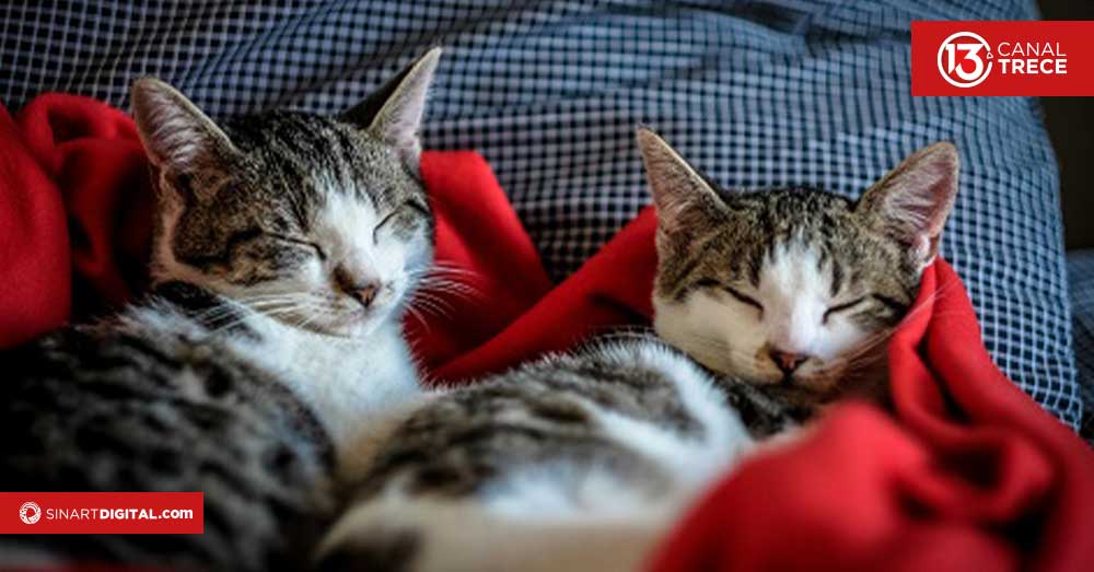 ¿Cómo crear espacios seguros para mascotas en el hogar?