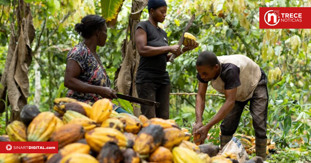 Ghana aumenta el precio de producción del cacao en más de un 60%