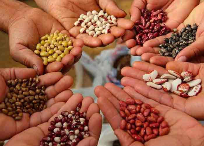 Clima extremo y fletes elevados complican mercado de granos