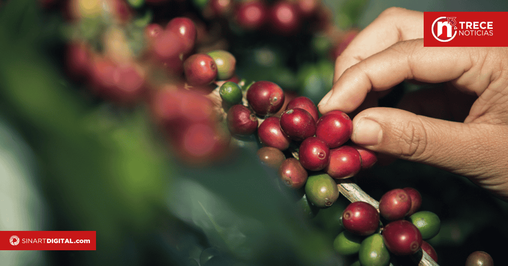  ICAFE reporta pérdidas de más de 200 mil fanegas de café por lluvias y falta de mano de obra