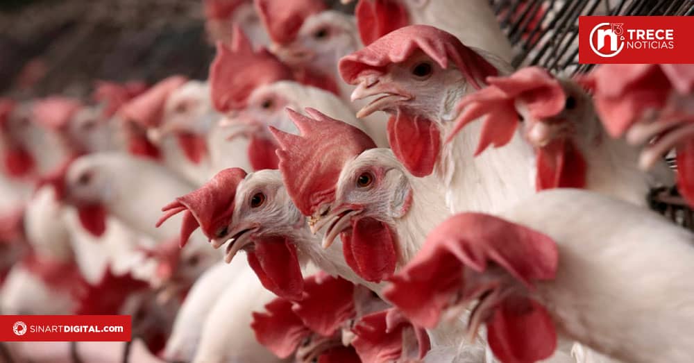 Muere el primer paciente enfermo con gripe aviar en EEUU