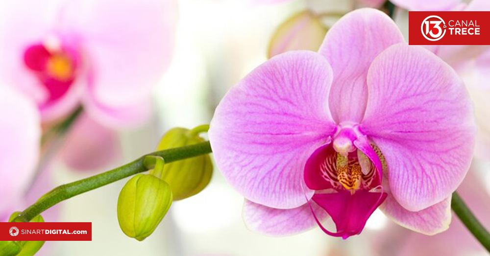 Las mejores orquídeas están en La Perla 