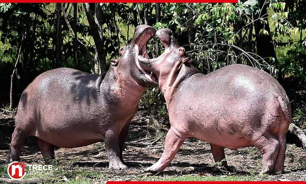 Ya no saben que hacer con los más de 160 hipopotamos de pablo escobar