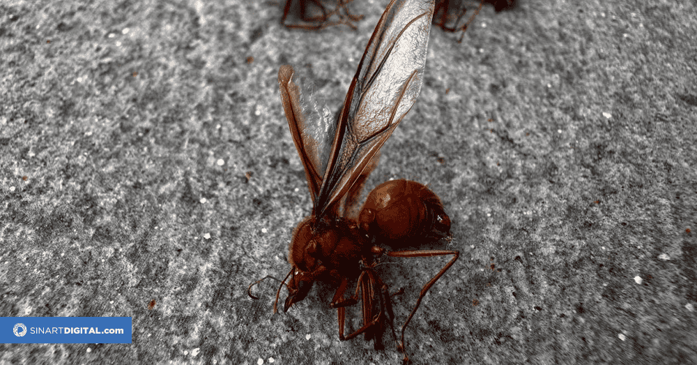  Miles de hormigas reina inundan los rincones de Costa Rica