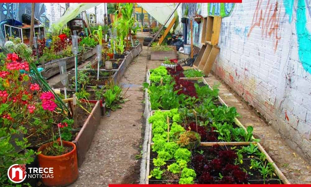 Salud recomienda hacer huertas caseras para mejorar hábitos alimentarios