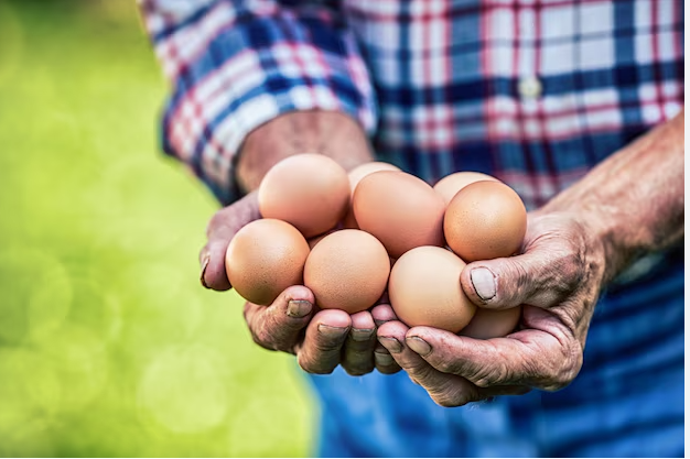 Costa Rica expande exportación de ovoproductos con estrictos protocolos sanitarios