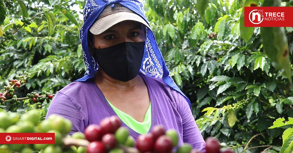 Cafetaleros eligirán a sus representantes este viernes