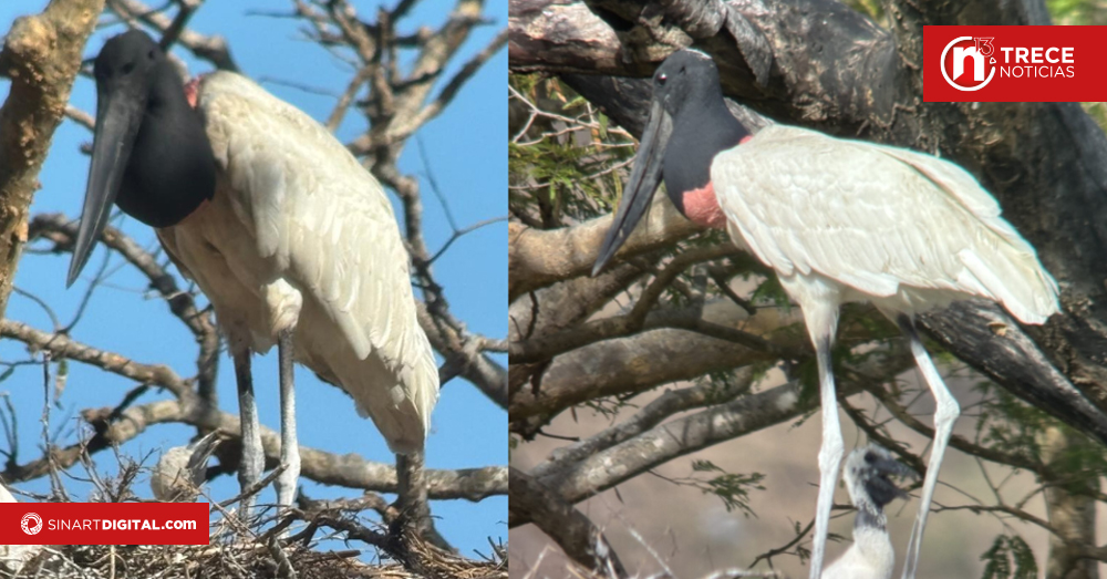 Programa busca proteger hábitat y reproducción de ave de humedales