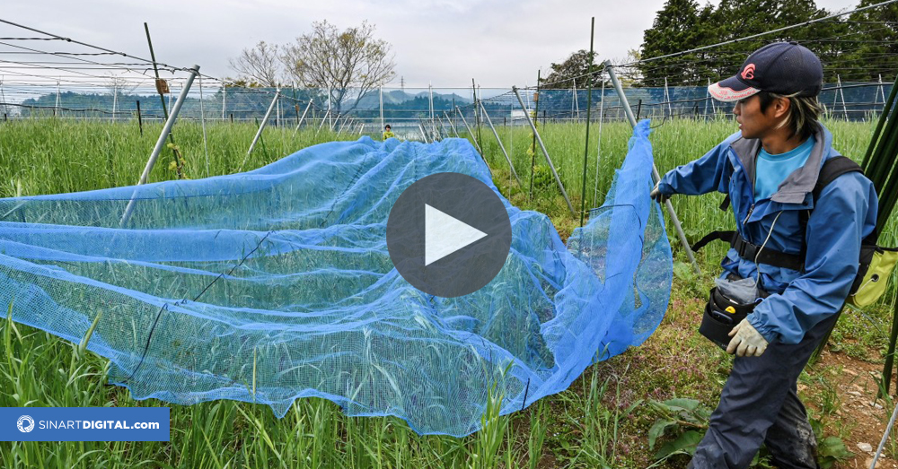 Con sus kiwis, un joven agricultor da nueva vida a la región de Fukushima