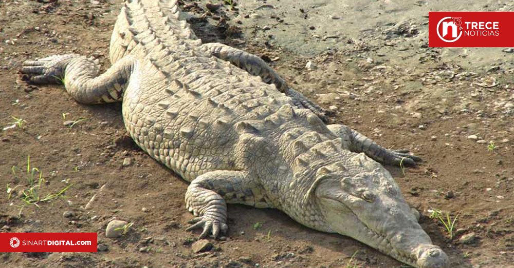 Autoridades resguardarán integridad de los animales en tradicional Lagarteada