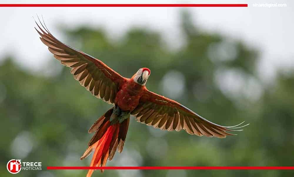 ONG y empresa privada se unen para cuidar las guacamayas