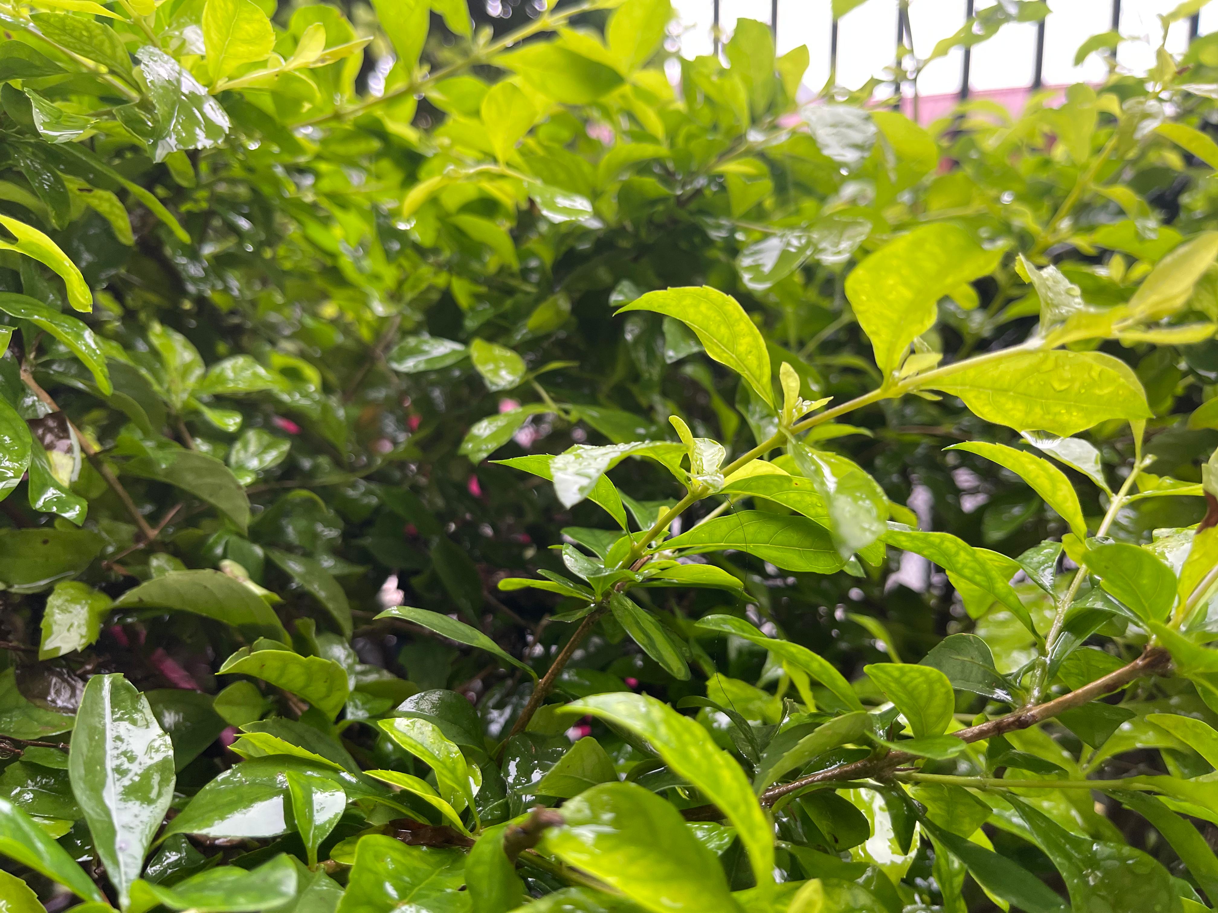 Finaliza la Canícula y se intensifican lluvias en el Pacífico y Valle Central