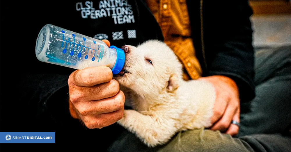 Del mito a la vida real, lobos huargos regresan de la extinción