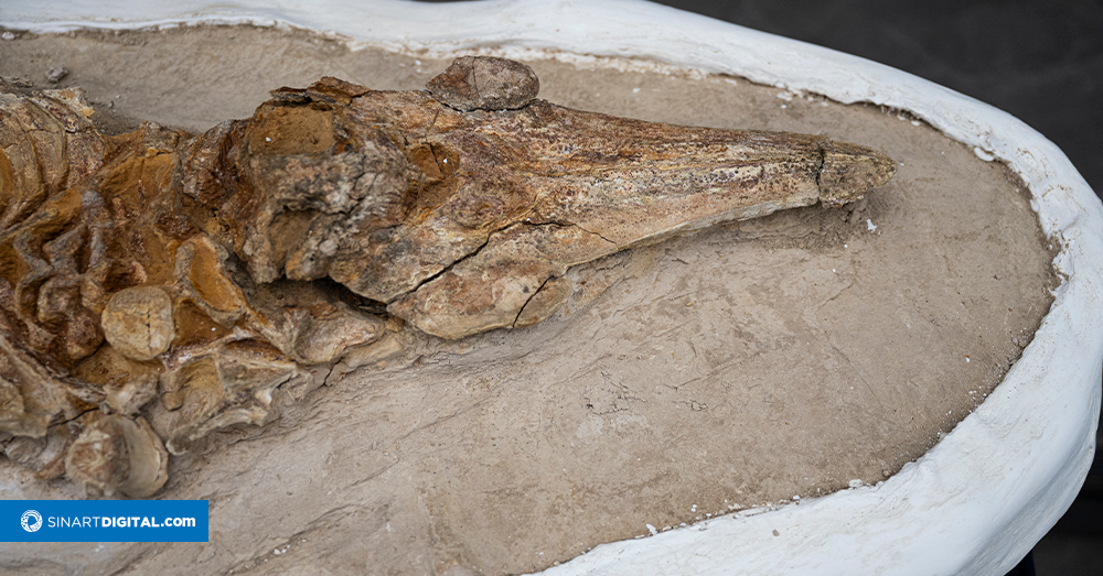 Exhiben en Perú fósil de especie singular delfín de hace 12 millones de años