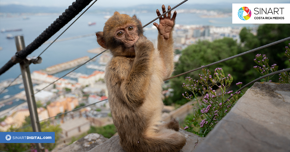 Los macacos de Gibraltar comen tierra para desintoxicarse de la comida chatarra
