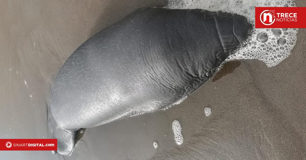 Larga rehabilitación para la cría de manatí rescatada