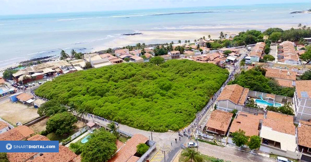 El Gigantesco Árbol de marañon de 136 años en Brasil que desafía los límites