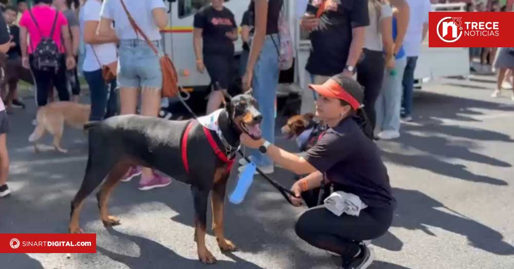 Proponen nueva ley para elevar penas por maltrato animal