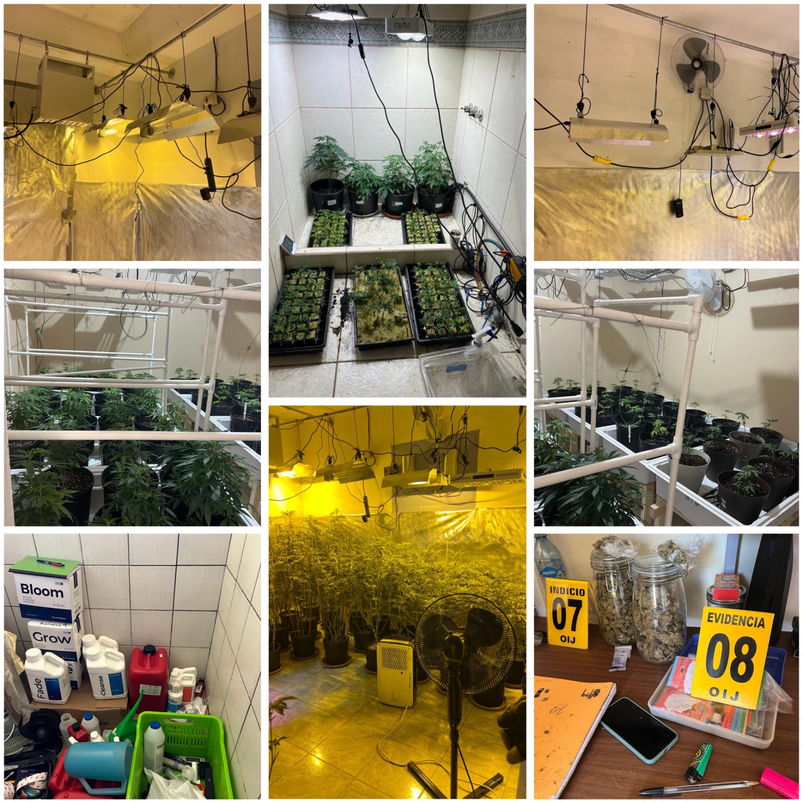 Hermanos sacaron cursos de agronomía en INA para cuidar cultivos de marihuana