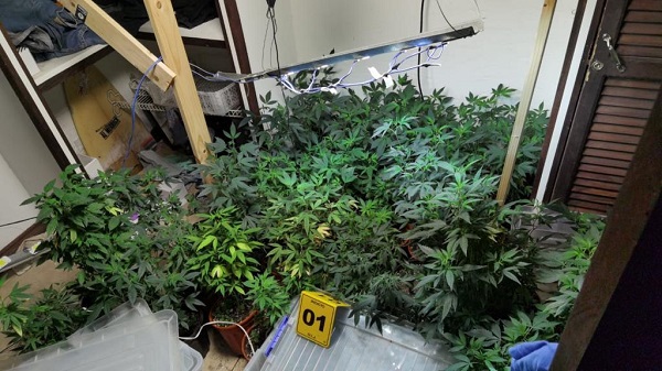 Experto señala consumo masivo de marihuana como responsable de ola de homicidios