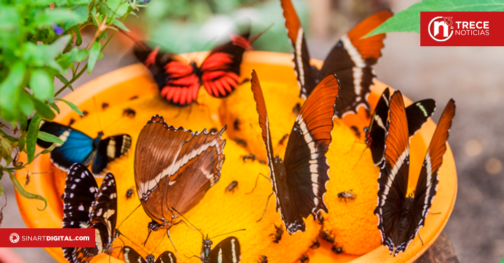 Hombre irá a prisión por cazar 176 mariposas