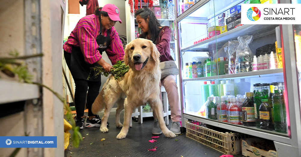 Curanderas limpian las malas energías de las mascotas en un mercado de Ecuador