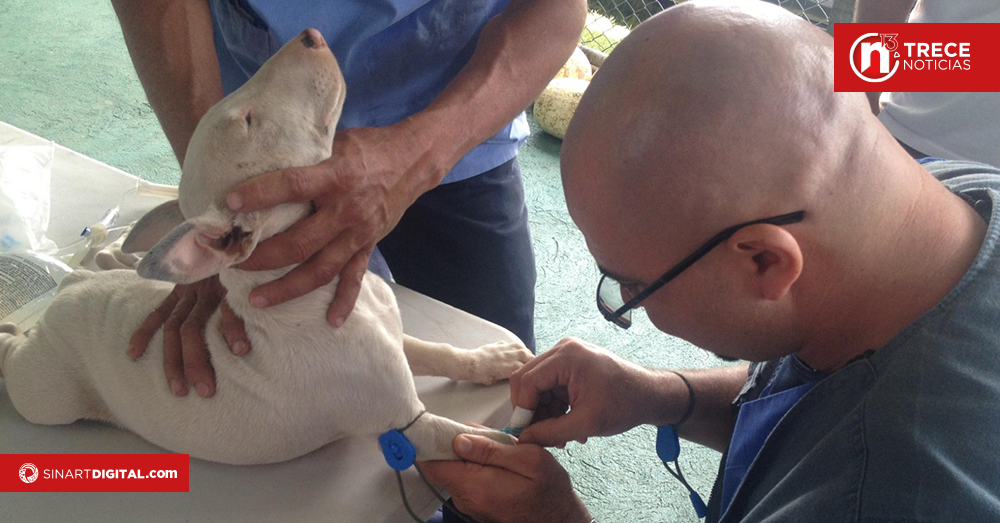 Prevenga el gusano del corazón si vive o viaja al Pacífico con su mascota