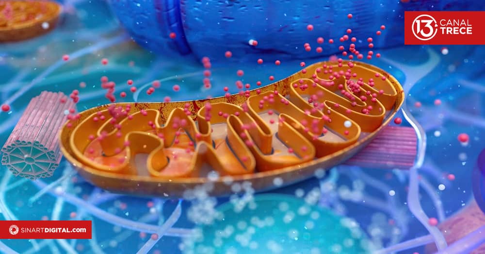 Cómo acelerar el metabolismo. 