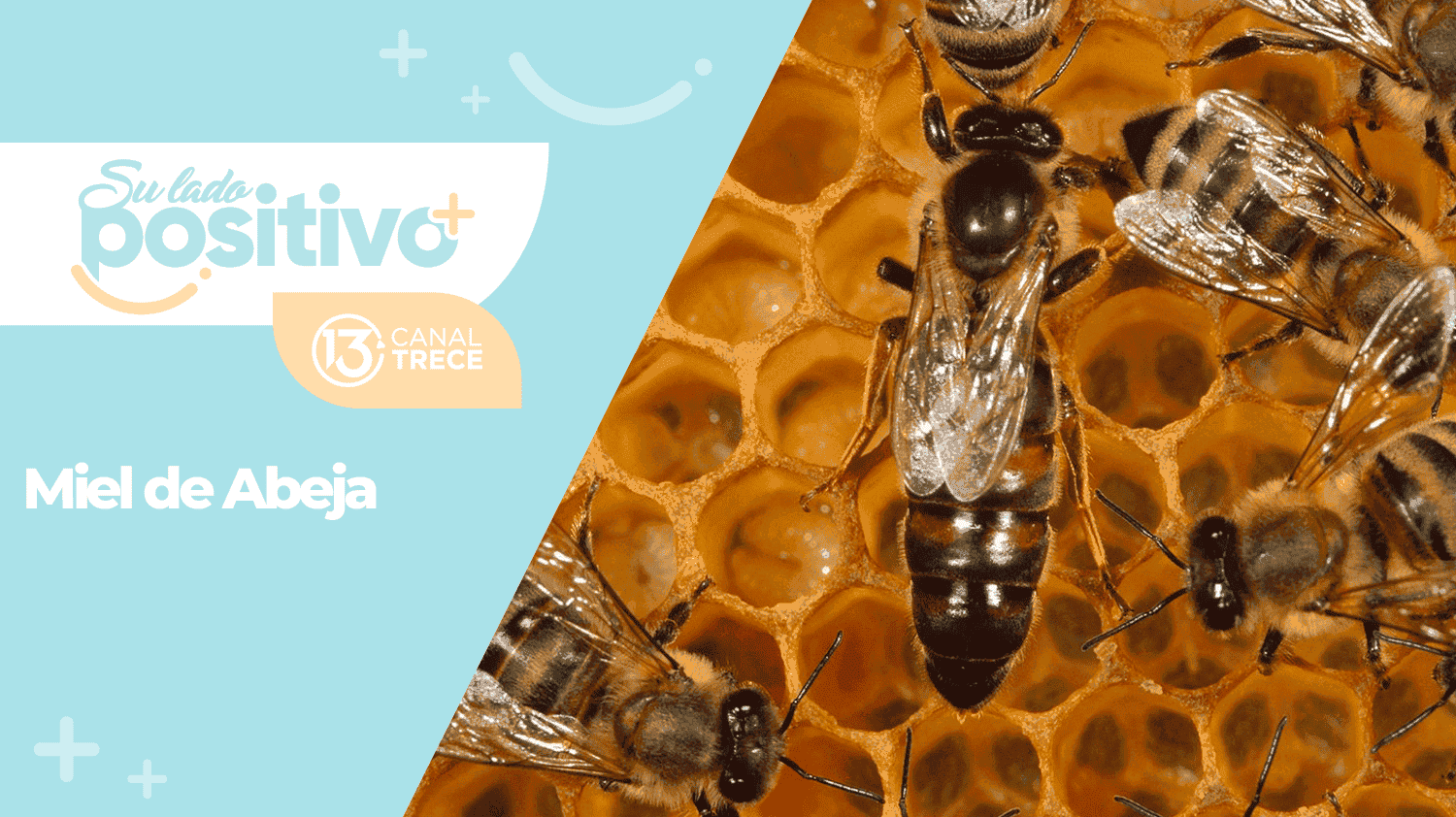 Cómo se hace la miel de abeja