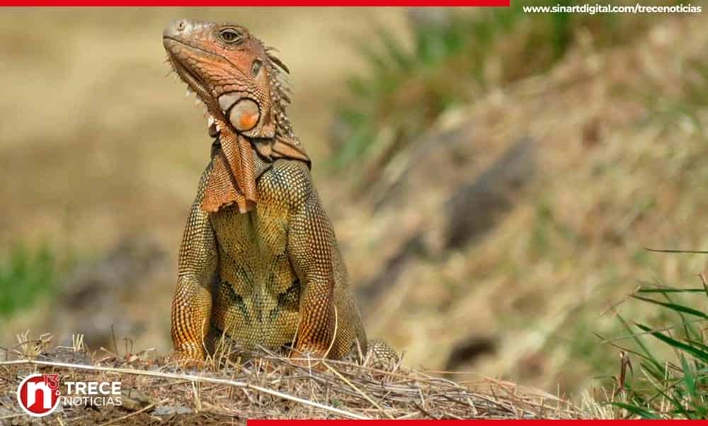Zorros y garrobos... Los visitantes más peculiares del aeropuerto Juan Santamaría 