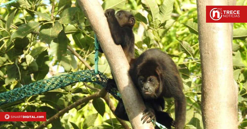 Bejuco tiene su primer paso de vida silvestre para monos cariblancos