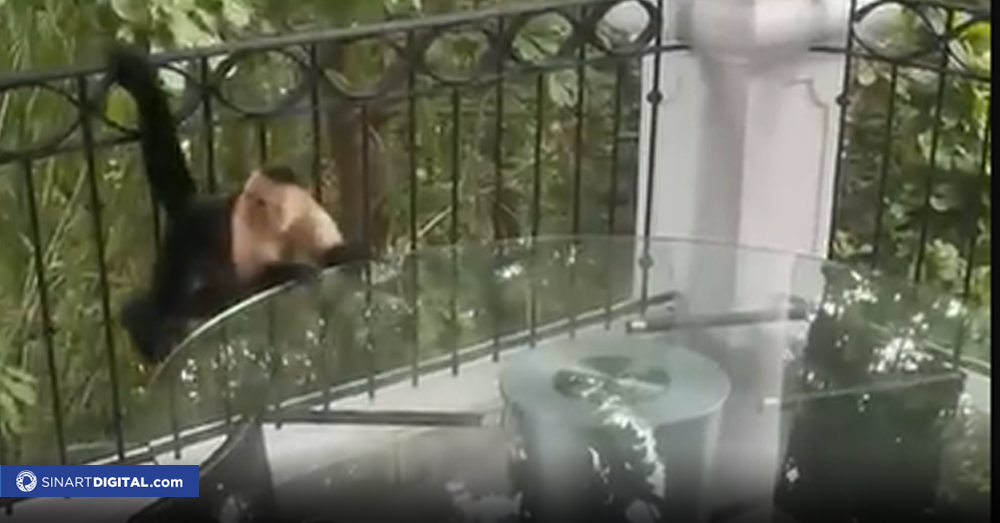 Travieso monito quiebra costosa mesa de vidrio