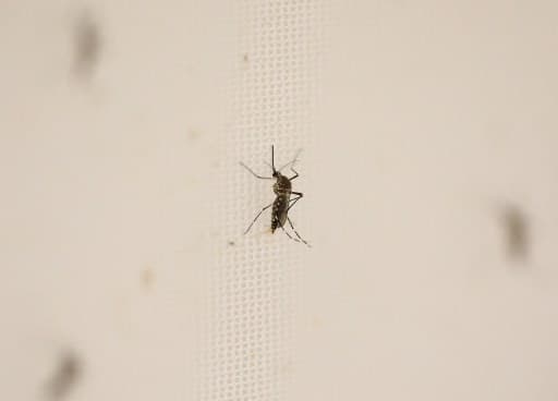 Salud recolectó 5 mil toneladas de basura como estrategia para frenar dengue