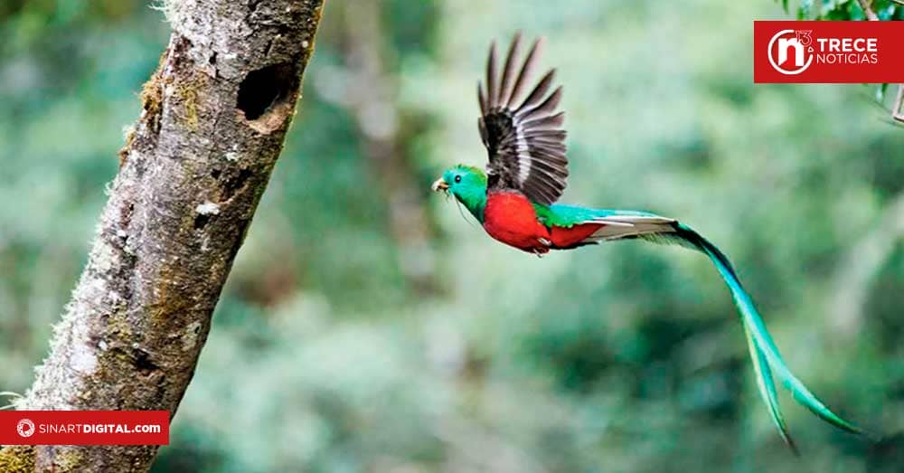 Nat Geo Alemania describe a Costa Rica como “Schatzkammer der Natur”