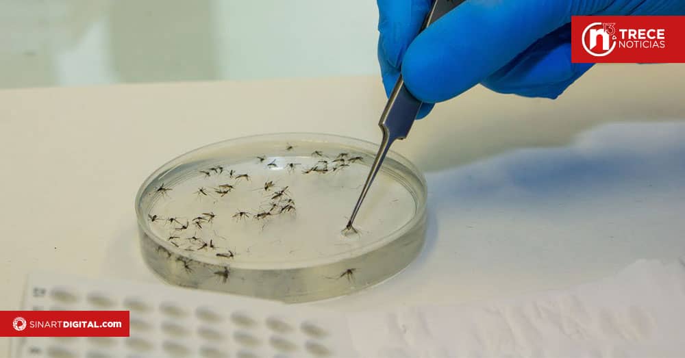 OPS alerta de aumento de dengue, Oropouche y gripe aviar en las Américas