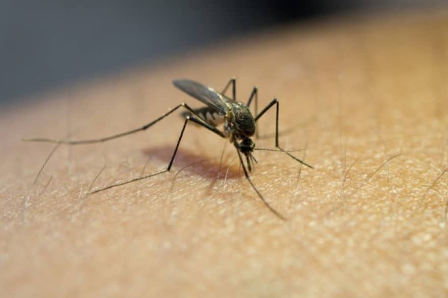 Fiebre Oropouche: lo que necesitas saber sobre esta enfermedad