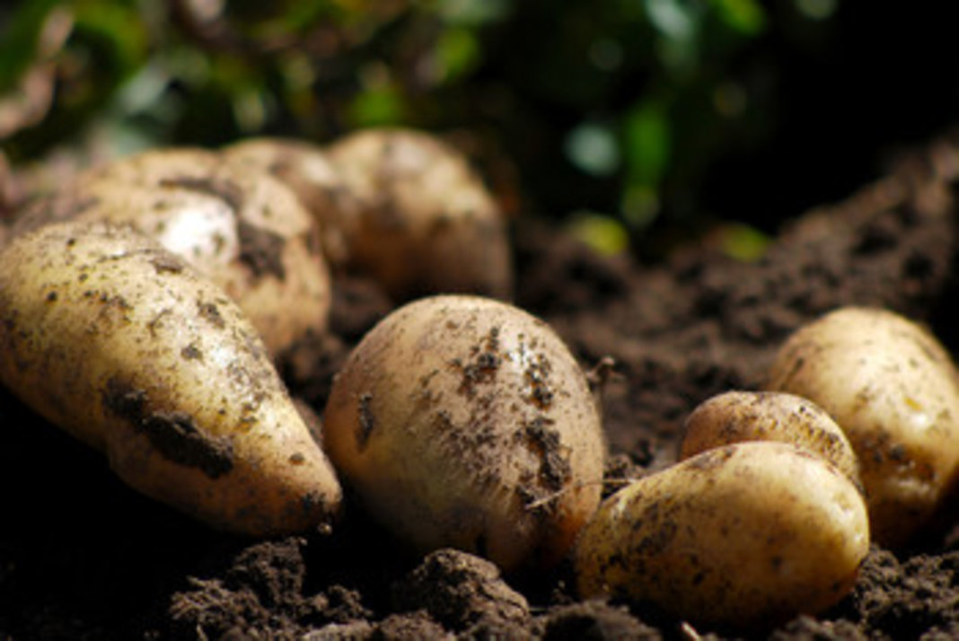 Prevén aumento de precio y escasez de hortalizas por lluvias 