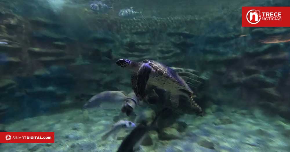Parque Marino del Pacífico será sede de simposio “Voces de la Conservación”
