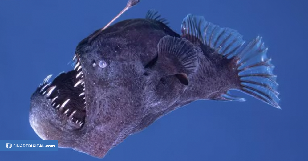 Avistamiento inédito: Pez Abisal en España sorprende a la ciencia