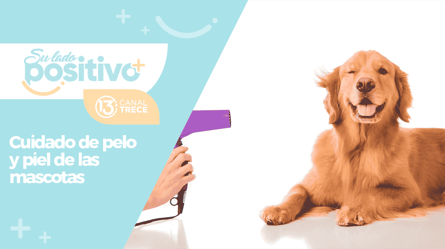 Cuidados para la piel y el cabello de las mascotas