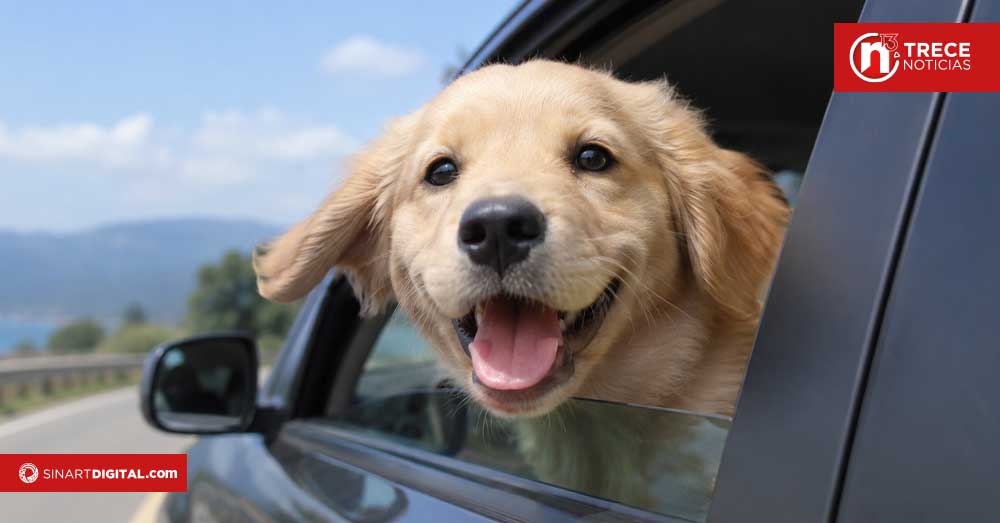 Proyecto busca que mascotas viajen en sistemas de seguridad