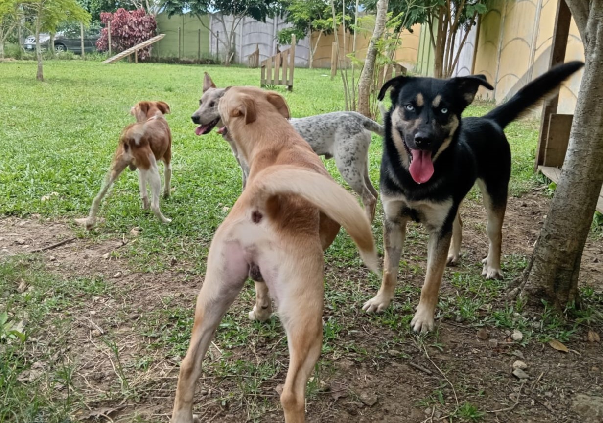 Abandonados durante la Romería 
