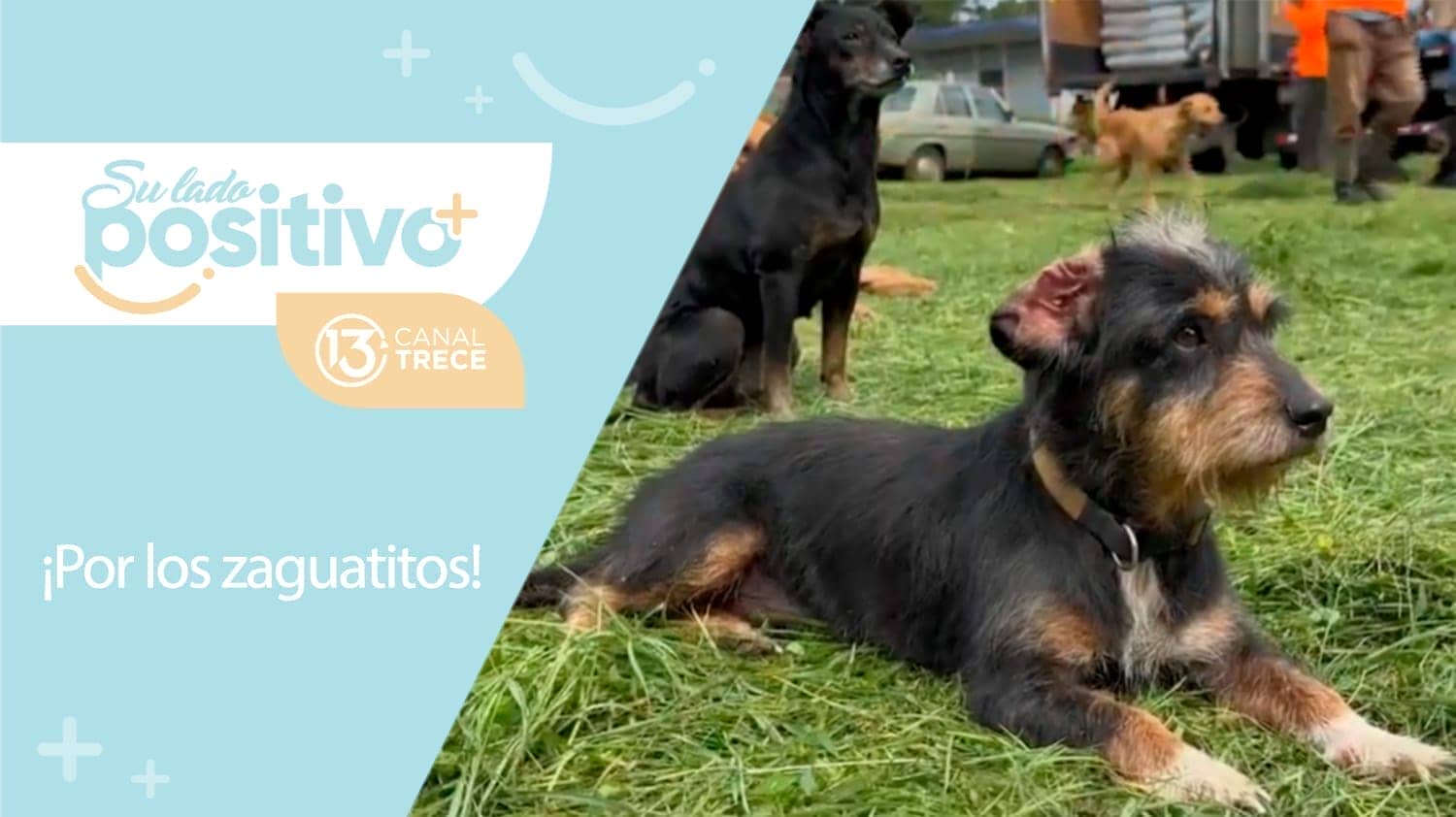 ¡Por los zaguatitos! | 21 de setiembre 2023