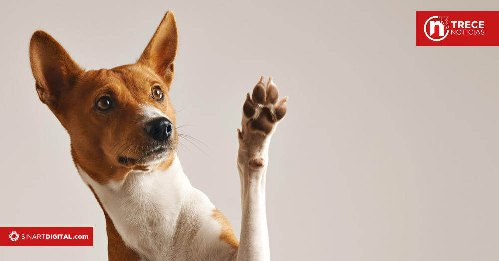 “Adopte un PerRomerito”: 13 perros rescatados en Romería 2025 buscan un hogar